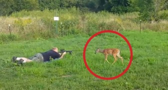 Estes homens ficam chocados com o comportamento do cervo durante os tiros
