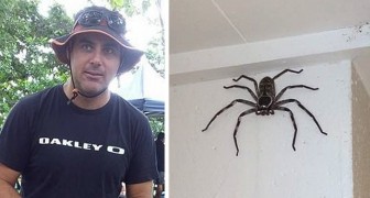 Dieser Mann hält einen großen Spinnenjäger im Haus: Er behandelt ihn, als wäre er ein gewöhnliches Haustier