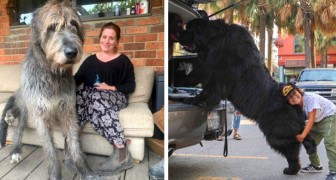 18 fun photos of dogs that don't realize how huge they are