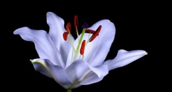 Jede Blume verbirgt ein GEHEIMNIS: Die Natur, wie ihr sie noch nie gesehen habt