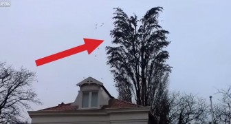 WOW ! Look at this huge group of birds flying off this tree !!