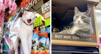 15 cats who invaded the aisles in shops and have no intention of leaving