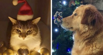 17 animali domestici pronti a festeggiare il Natale assieme alla loro famiglia umana
