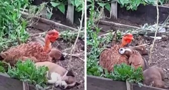 Een kip adopteert in de steek gelaten puppy's: onder haar vleugels vinden ze troost en liefde