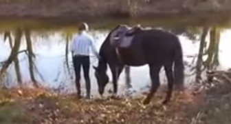 Den här hästen är rädd för vatten, men när han slutligen vågar....en riktig show!