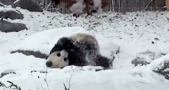 This giant panda finds everything covered in snow, his reaction is PRICELESS !