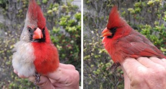 Deze vogel is half mannelijk en half vrouwelijk - een zeldzame genetische aandoening waardoor hij er extravagant uitziet