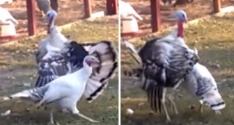 Um peru está cortejando a sua fêmea, mas algo dá errado...