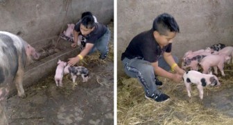 No logra terminar las tareas de la escuela para ayudar a parir a su cerdo: la maestra lo perdona