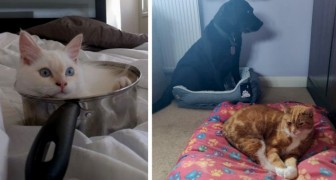 18 cats who have chosen the most absurd and unthinkable places in the house as their beds