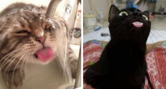20 onweerstaanbare foto's die door katteneigenaren worden gedeeld, tonen de redenen waarom je er minstens één zou moeten hebben