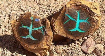 Australië vond een zeldzaam turkoois opaal in het versteende hout: het heeft een surrealistische charme