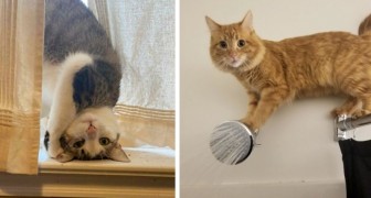 17 pet cats that do nothing but behave in a somewhat bizarre and worrying ways