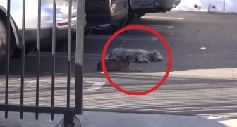 Approaching these two dogs seemed impossible, but within minutes a miracle happens