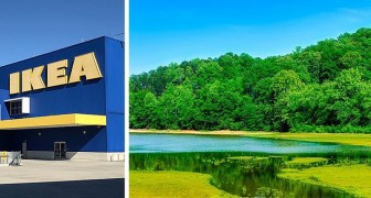 Ikea compra 4.500 ettari di foreste negli Usa per proteggerle e impedirne lo sfruttamento intensivo