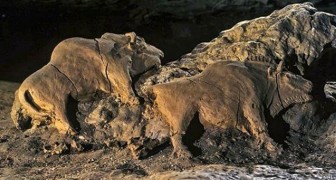 Deux bisons sculptés il y a 15 000 ans ont été retrouvés dans une grotte française : ils sont parfaitement conservés
