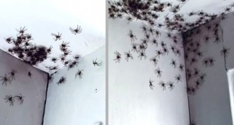 Eine Mutter betritt das Zimmer ihrer Tochter und entdeckt Dutzende von Spinnen, die sich ungestört an den Wänden tummeln
