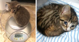 19 foto di gatti così teneri e minuscoli che dovrebbero essere considerati illegali