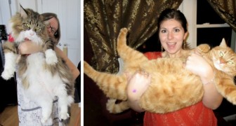 Giant cats: 16 bulky felines who do not realize just how big they are