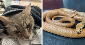 Een huiskat offert zijn leven op om twee kinderen te beschermen tegen de dodelijke beet van een slang 