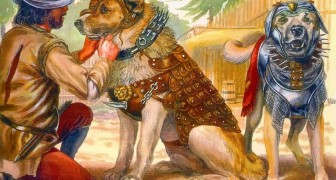 Becerrillo: il terrificante cane da guerra, arma dei conquistatori spagnoli