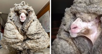 Salvano una pecora intrappolata in 30 kg di lana: ora riesce finalmente a vedere e a camminare