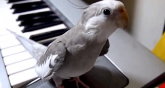 All this parrot needs is a base with the piano, and what comes out next is a surprising melody !