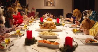 13 dogs and 1 cat: here's the funniest Christmas dinner you've ever seen !