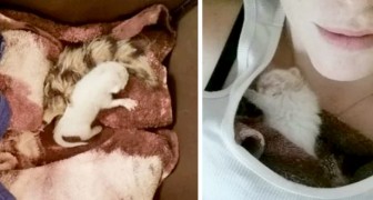 Encuentra un gatito abandonado de 1 solo día de vida: lo adopta y luego se convierte en un hermoso gato blanco