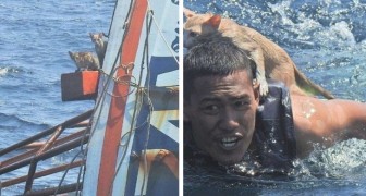 Un marinaio si tuffa in mare e salva quattro gatti in pericolo sopra una nave in fiamme