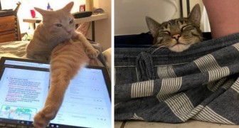 Smettila di lavorare, umano!: 16 divertenti foto di gatti che non comprendono il concetto di spazio personale