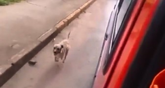 Son maître est emmener d'urgence en ambulance: la réaction du chien est trop ÉMOUVANTE!