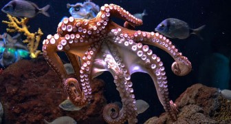 Octopussen ervaren zowel fysieke pijn als emotioneel lijden: een studie onthult hun “gevoelens”
