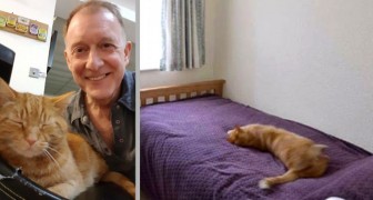 Hij zoekt op internet naar een huis en vindt zijn kat op de foto van een huis dat te koop staat