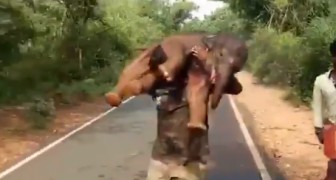 Una guardia forestale trasporta un cucciolo di elefante sulle spalle: l'eroico salvataggio