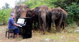 L’emozionante storia del pianista che suona agli elefanti: la musica li aiuta a stare meglio