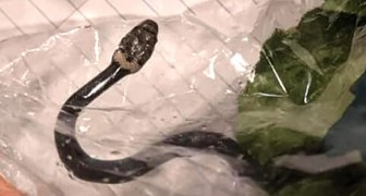 Une femme trouve un serpent dans un paquet de salade acheté au supermarché