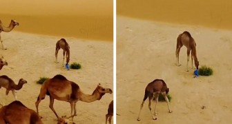 Un cucciolo di cammello mangia una borsa di plastica nel deserto: le immagini che fanno riflettere