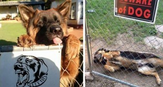 15 bedrohliche Schutztiere, die sich hinter dem Vorsicht vor dem Hund-Schild verstecken