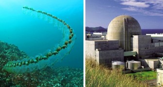 Honderden zeedieren verenigen zich in lange ketens en blokkeren de reactoren van een kerncentrale