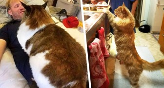 Des chats record : 17 individus extra-larges qui ne se rendent pas compte de leur taille