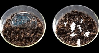 Un team di ricerca realizza una plastica veramente biodegradabile: si dissolve senza lasciare tracce