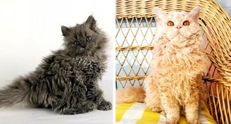 “Gatti barboncini”: la nuova e adorabile razza di gatti a pelo riccio conquista il web