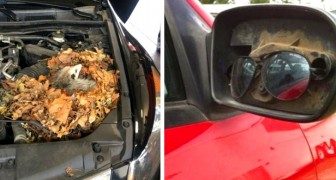 14 mechanics who were tearing their hair out when they saw their customers' cars