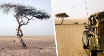 Ténéré: l'albero più isolato del mondo abbattuto da un camionista ubriaco