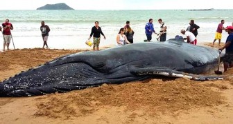 Des centaines de personnes sauvent un bébé baleine à bosse d'une mort certaine : la vidéo est émouvante