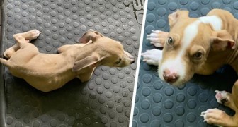Coppia nutre due cuccioli con una dieta vegana: multati e banditi dal possesso di animali
