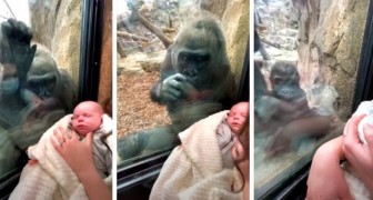 Moedergorilla en kersverse moeder laten hun baby's door het glas van de dierentuin zien: de ontroerende scène