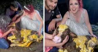 A bride abandons her wedding party to help her cow give birth to a calf