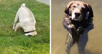 Mein Hund ist kaputt: 16 Besitzer teilten Bilder ihrer kaputten Hunde
